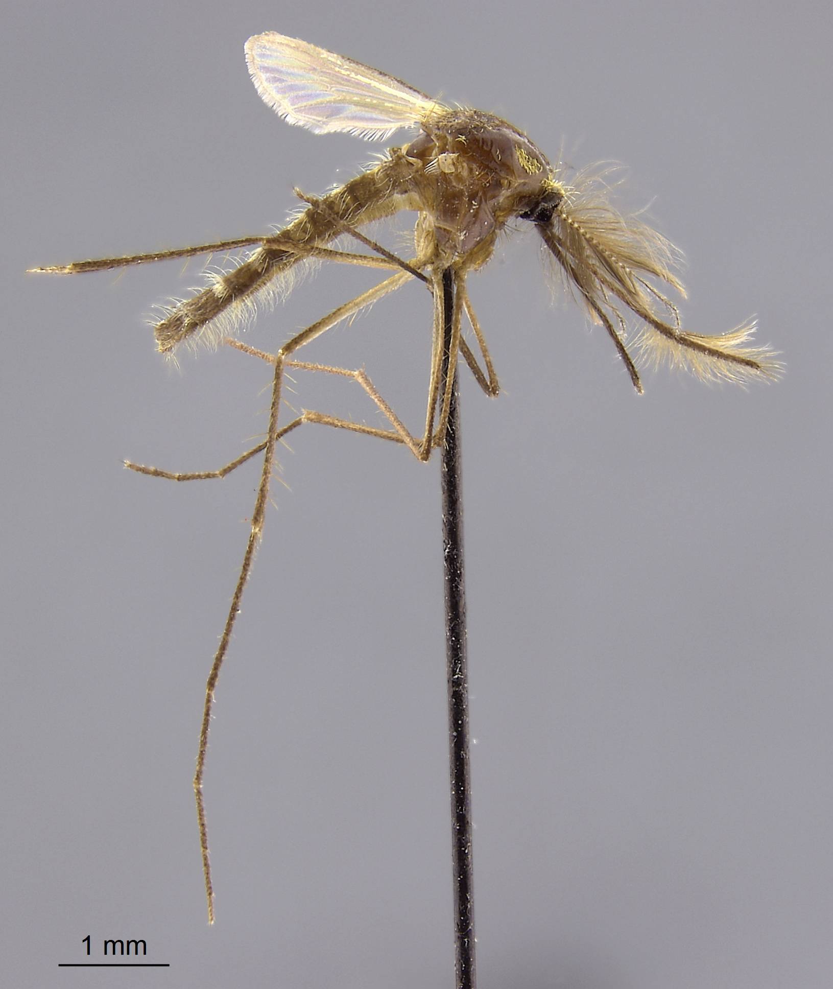 Aedes lineatopennis image