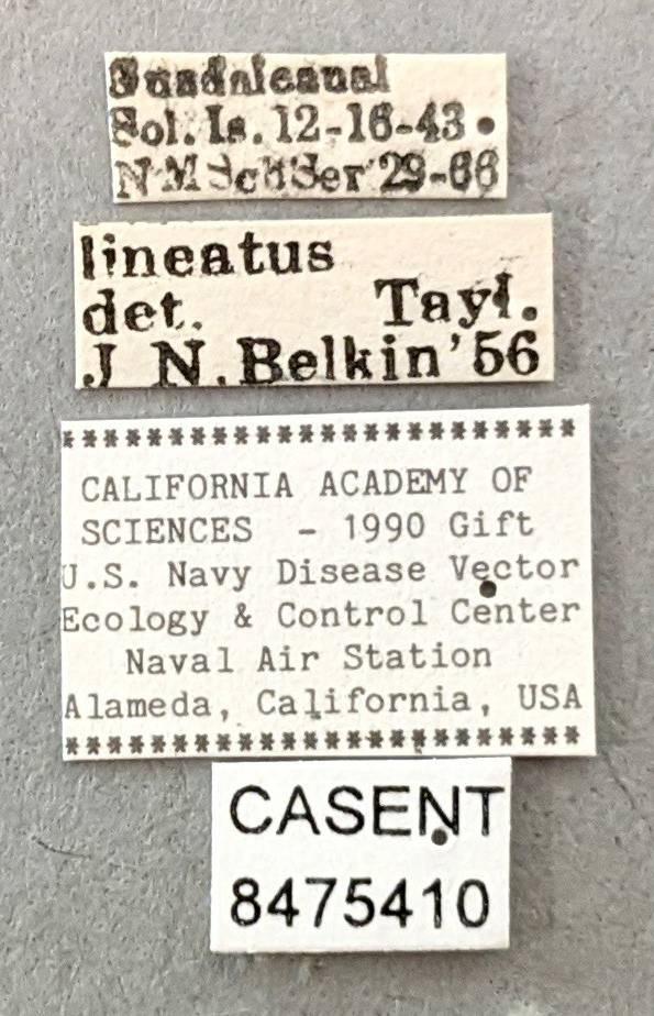 Aedes lineatus image