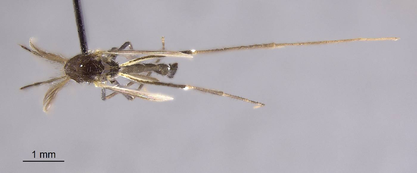 Aedes luzonensis image