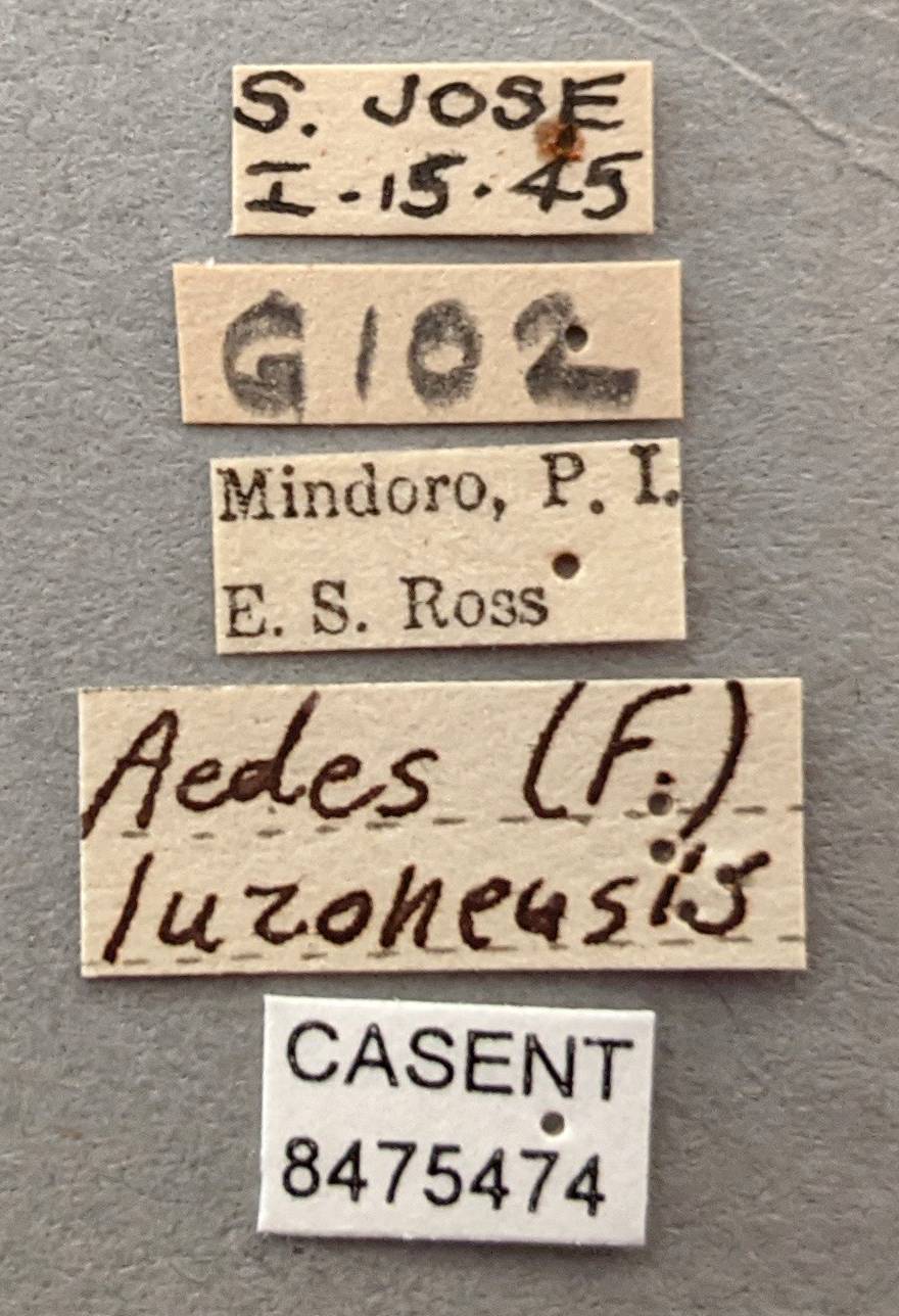 Aedes luzonensis image