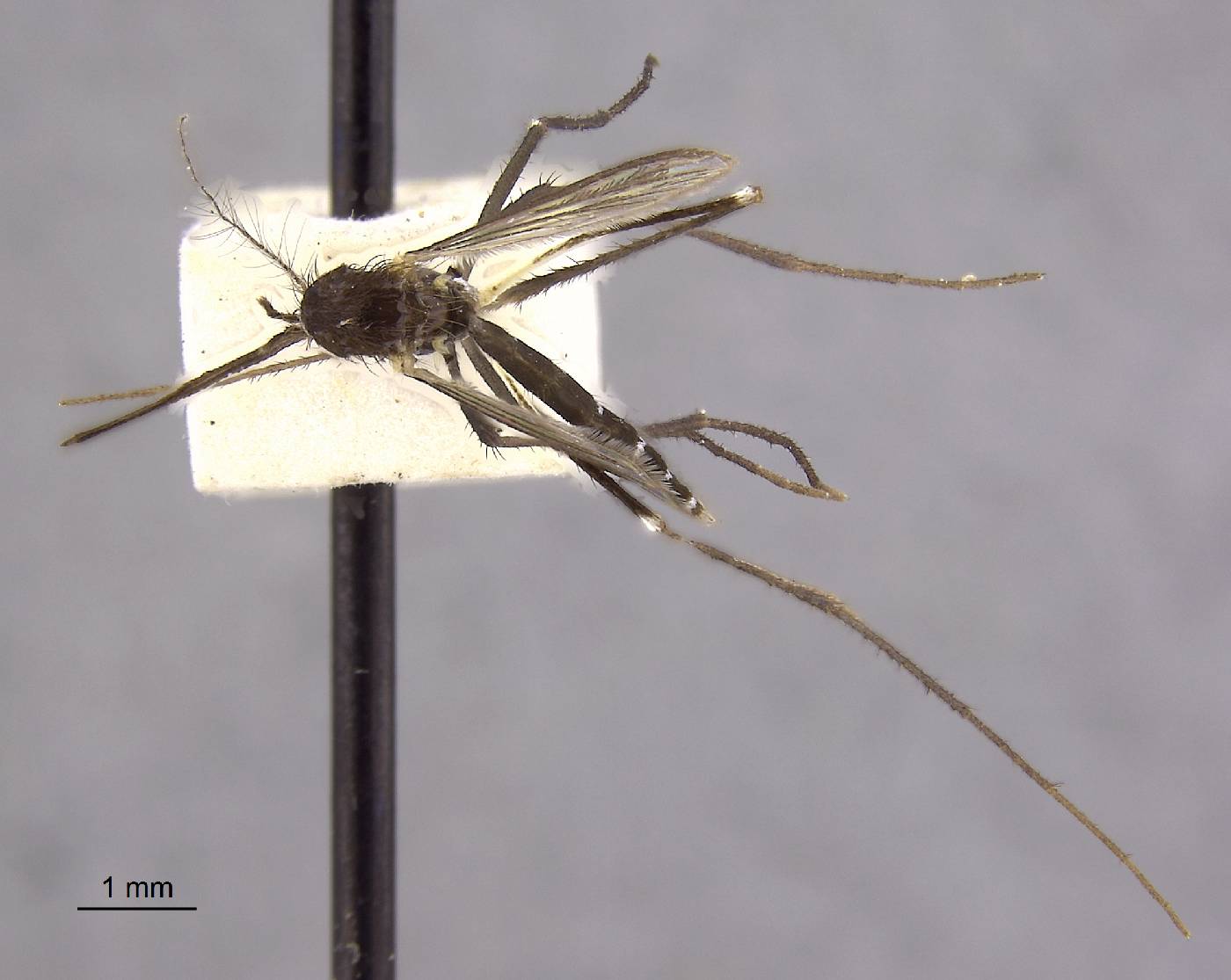 Aedes luzonensis image