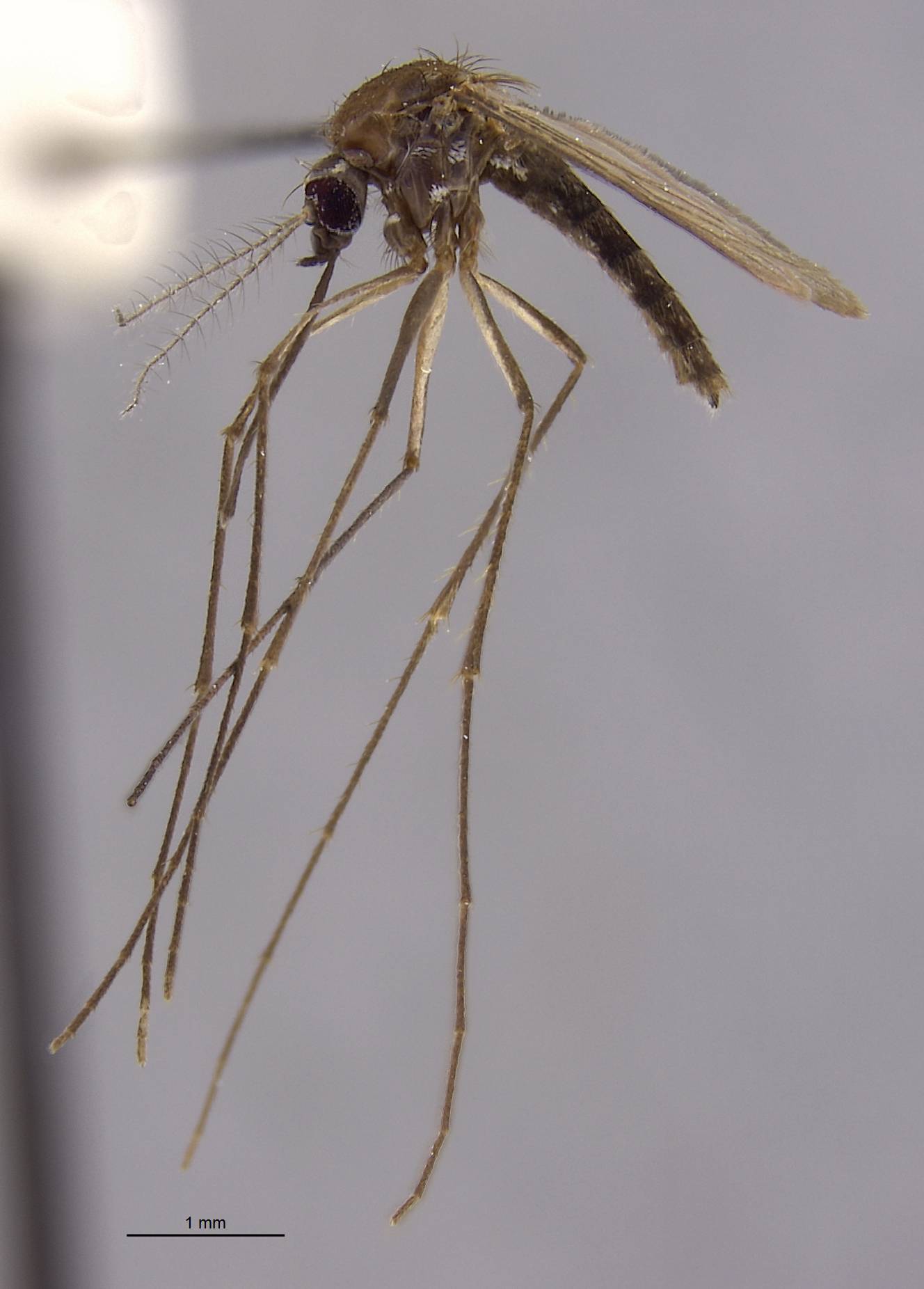 Aedes macrodixoa image