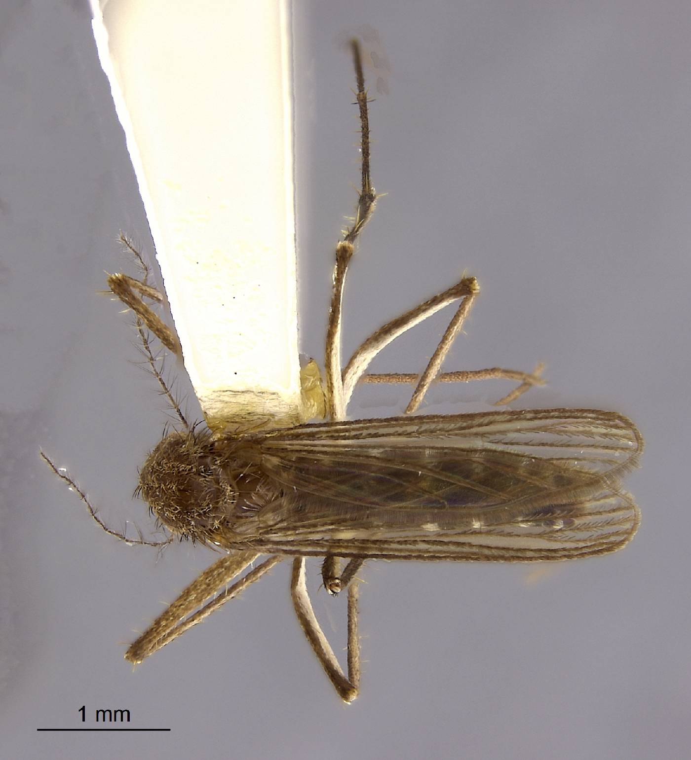 Aedes margarsen image