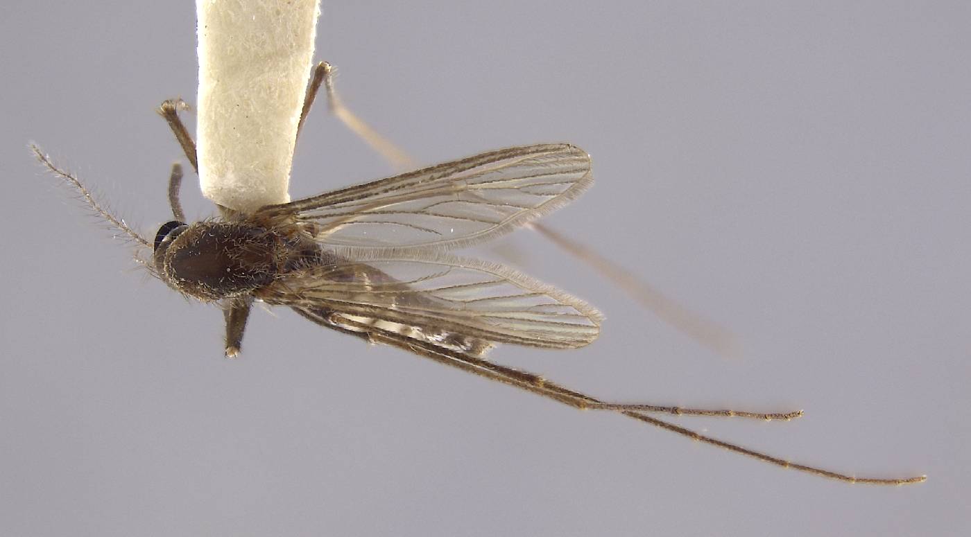 Aedes margarsen image
