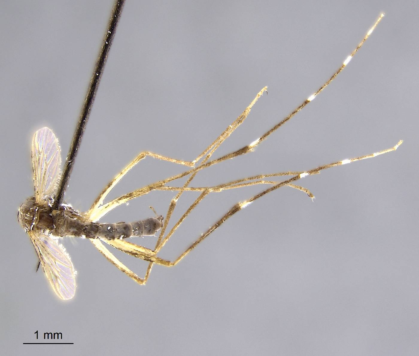 Aedes marshallensis image