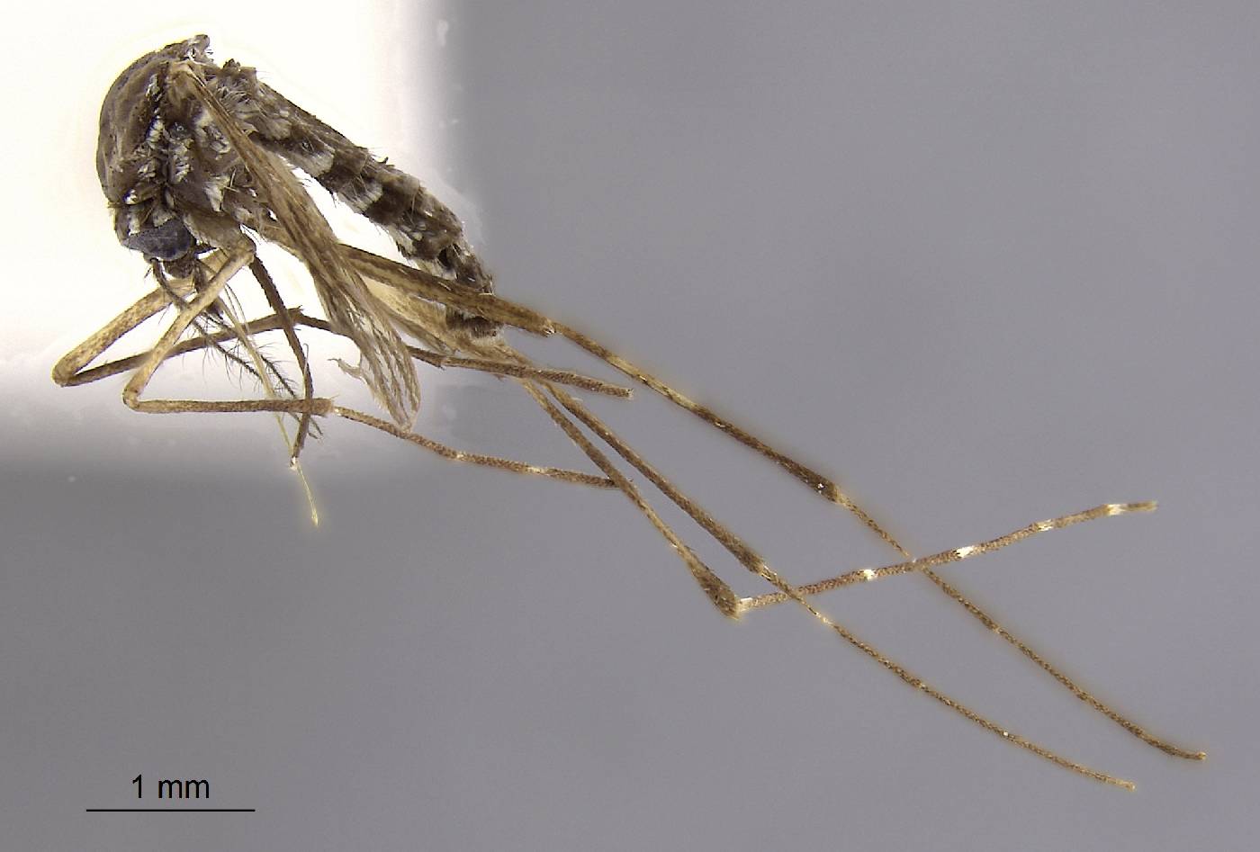 Aedes marshallensis image