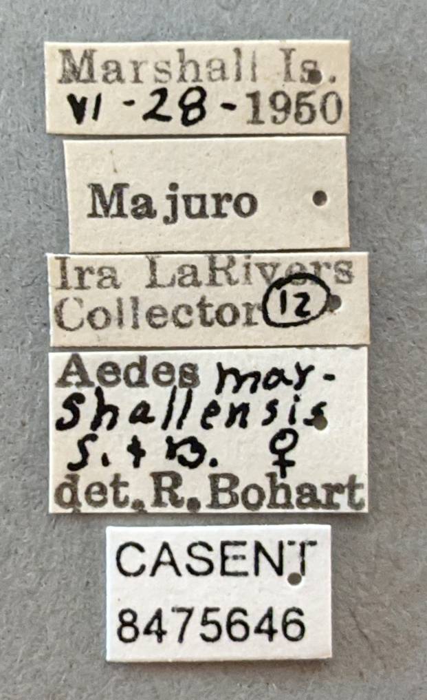 Aedes marshallensis image