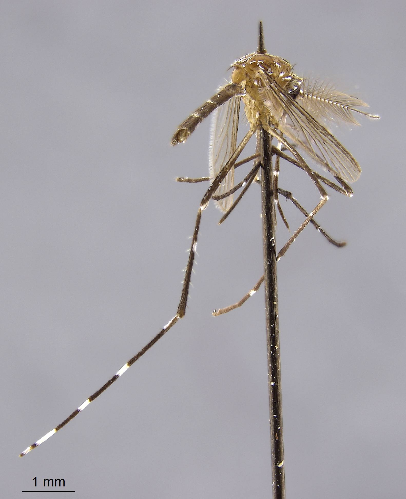 Aedes mediovittatus image