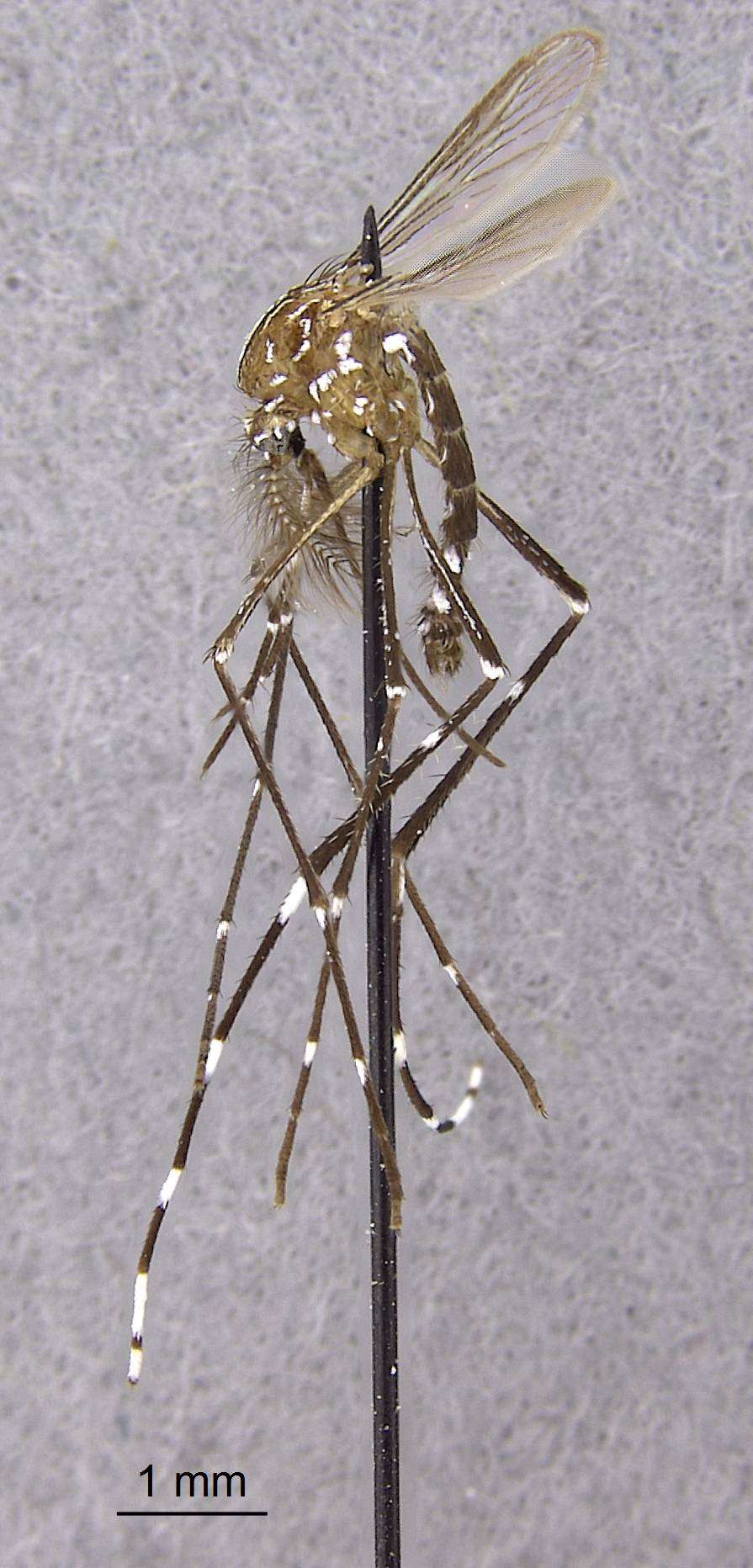 Aedes image