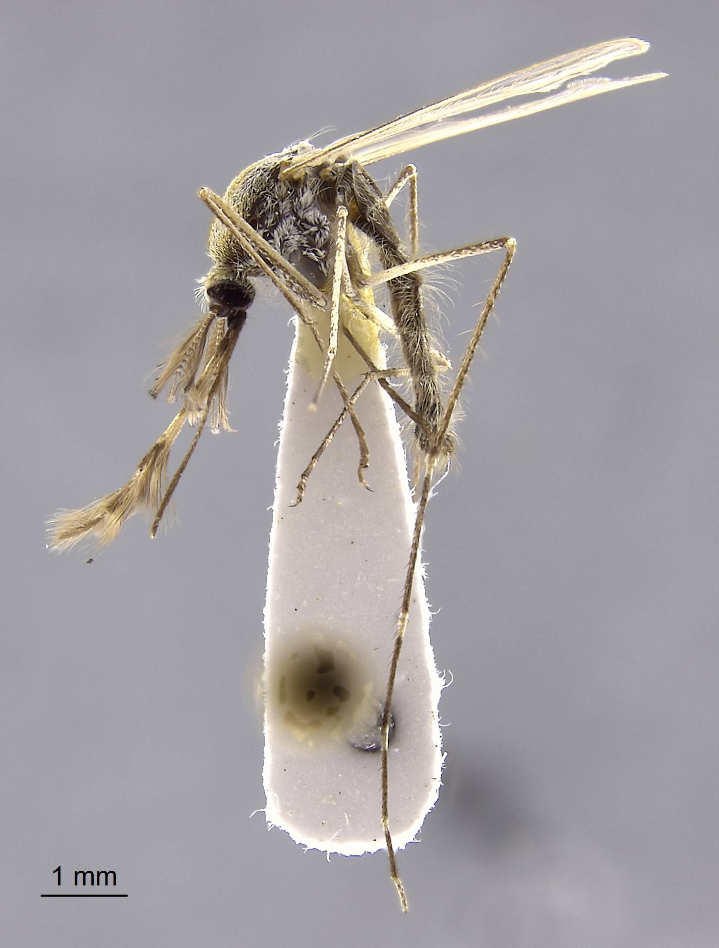 Aedes melanimon image