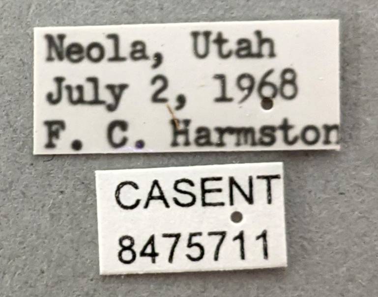 Aedes melanimon image