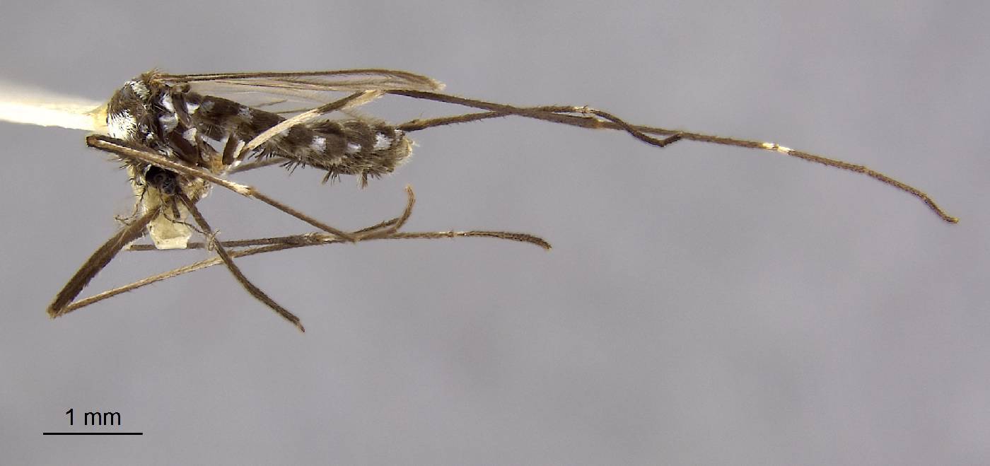 Aedes melanopterus image