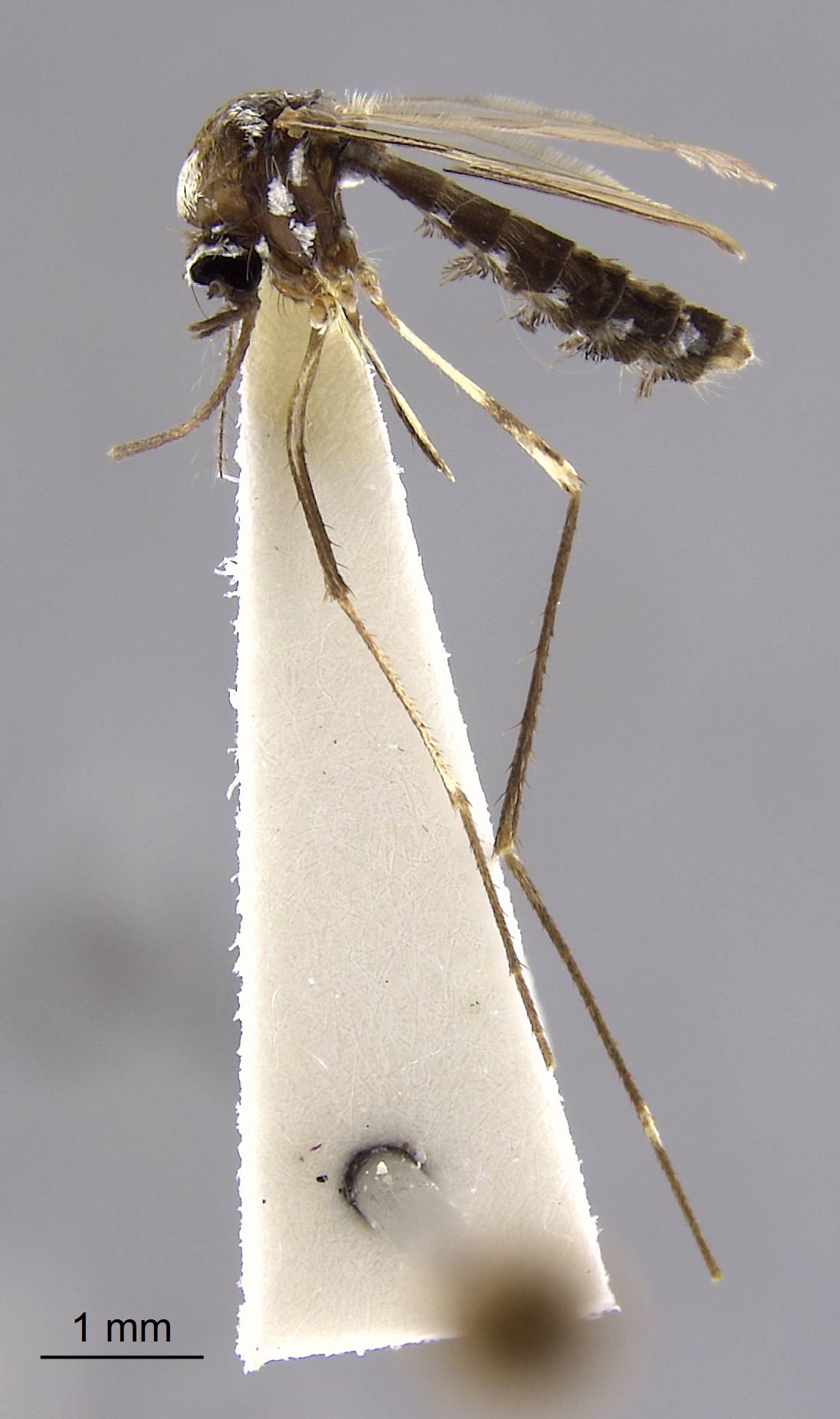 Aedes melanopterus image