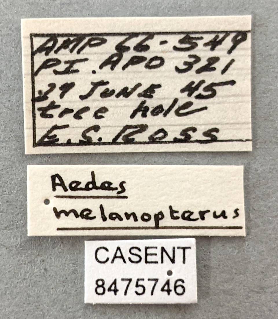 Aedes melanopterus image