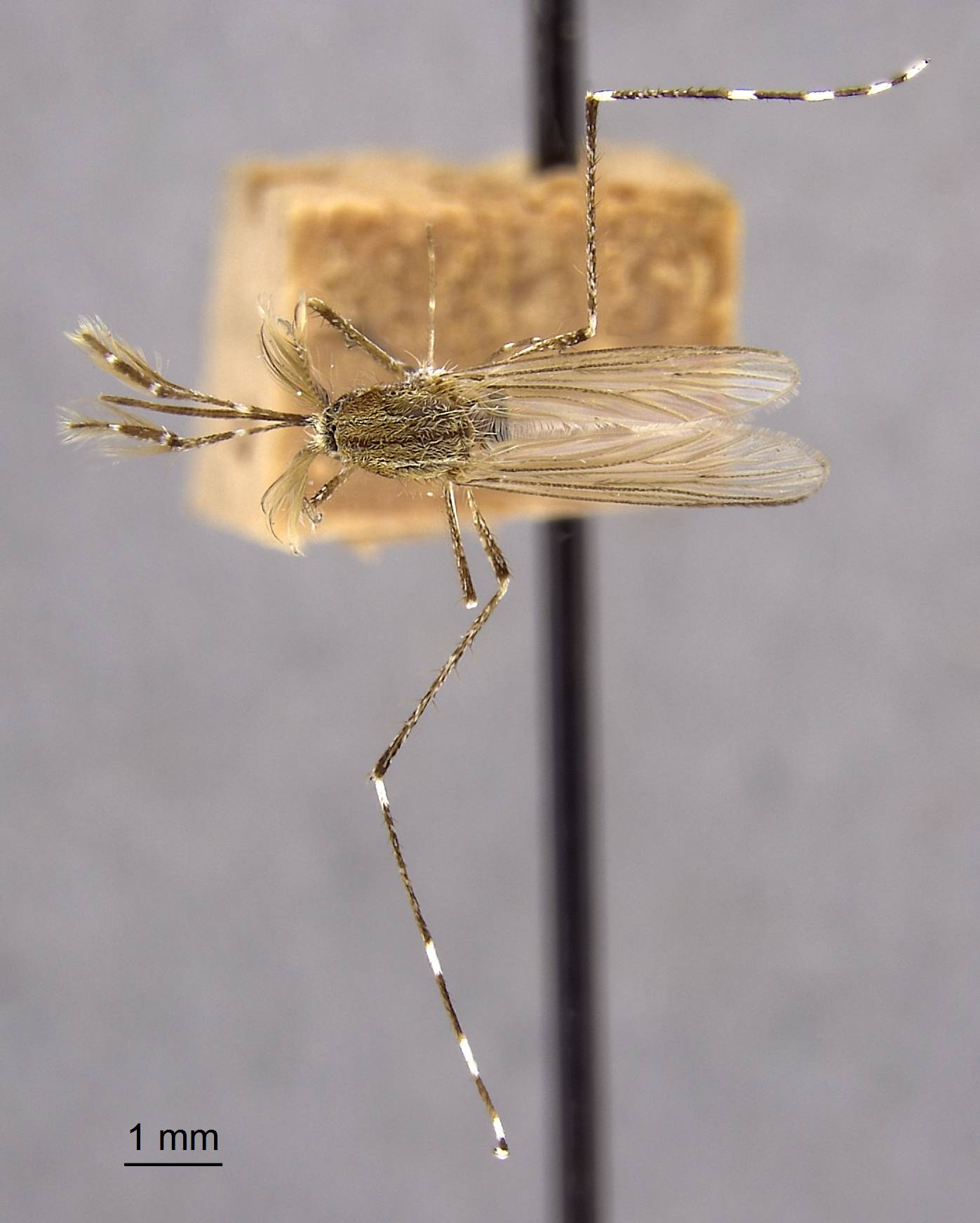 Aedes mitchellae image