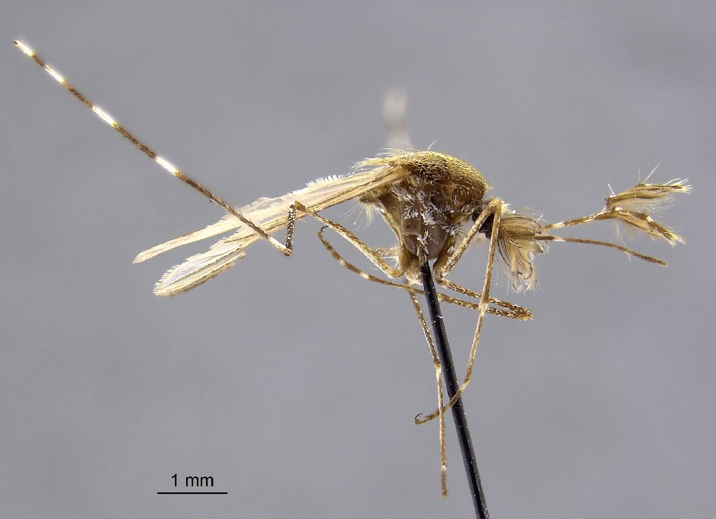 Aedes mitchellae image