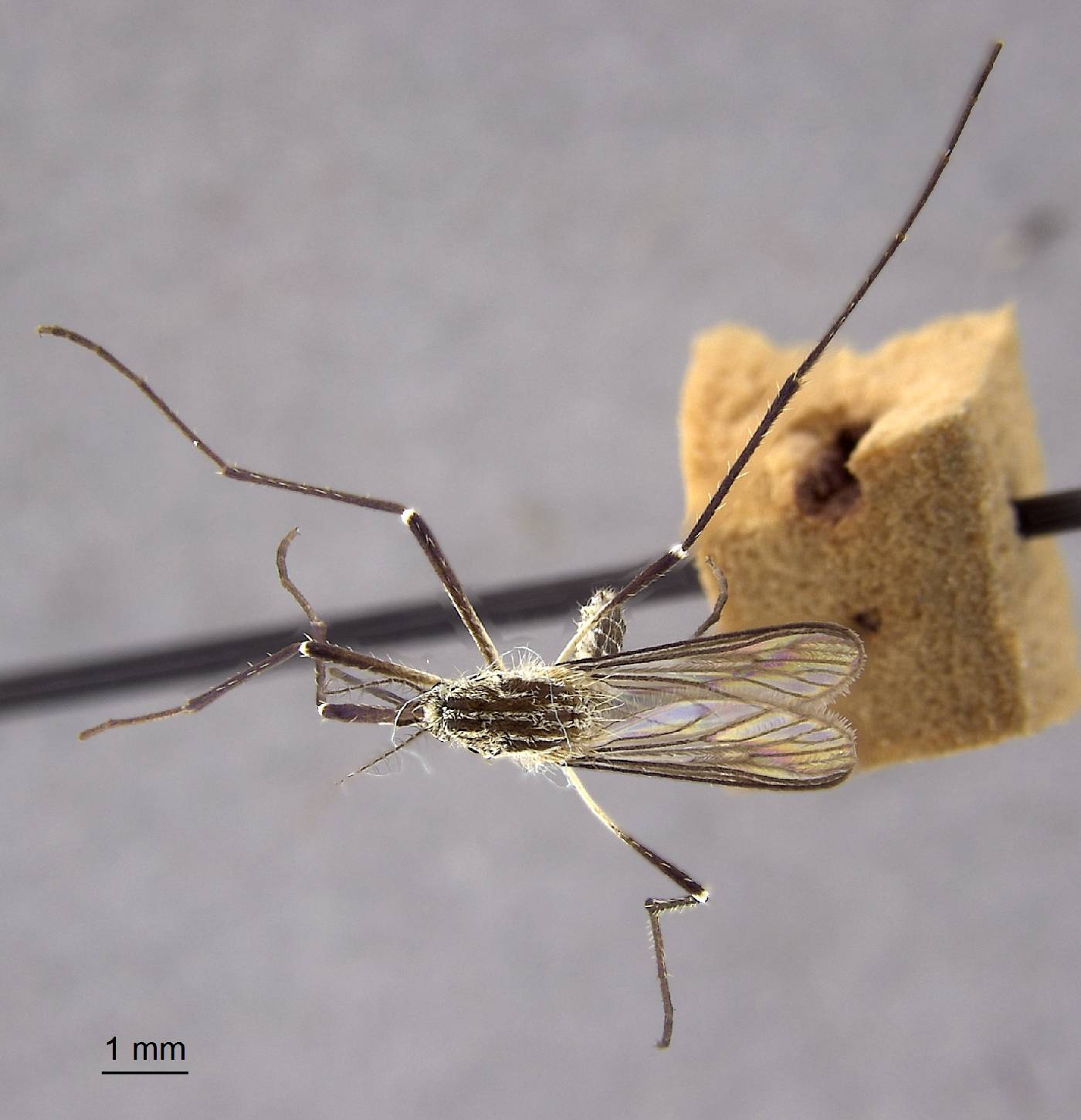 Aedes muelleri image