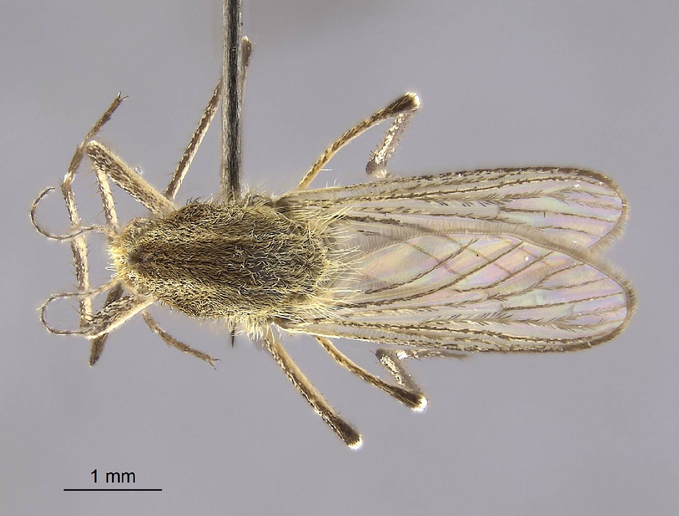 Aedes nigromaculis image
