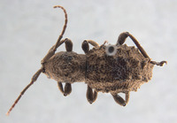 Phrynidius armatus image