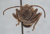 Phrynidius armatus image