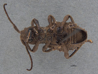 Phrynidius armatus image