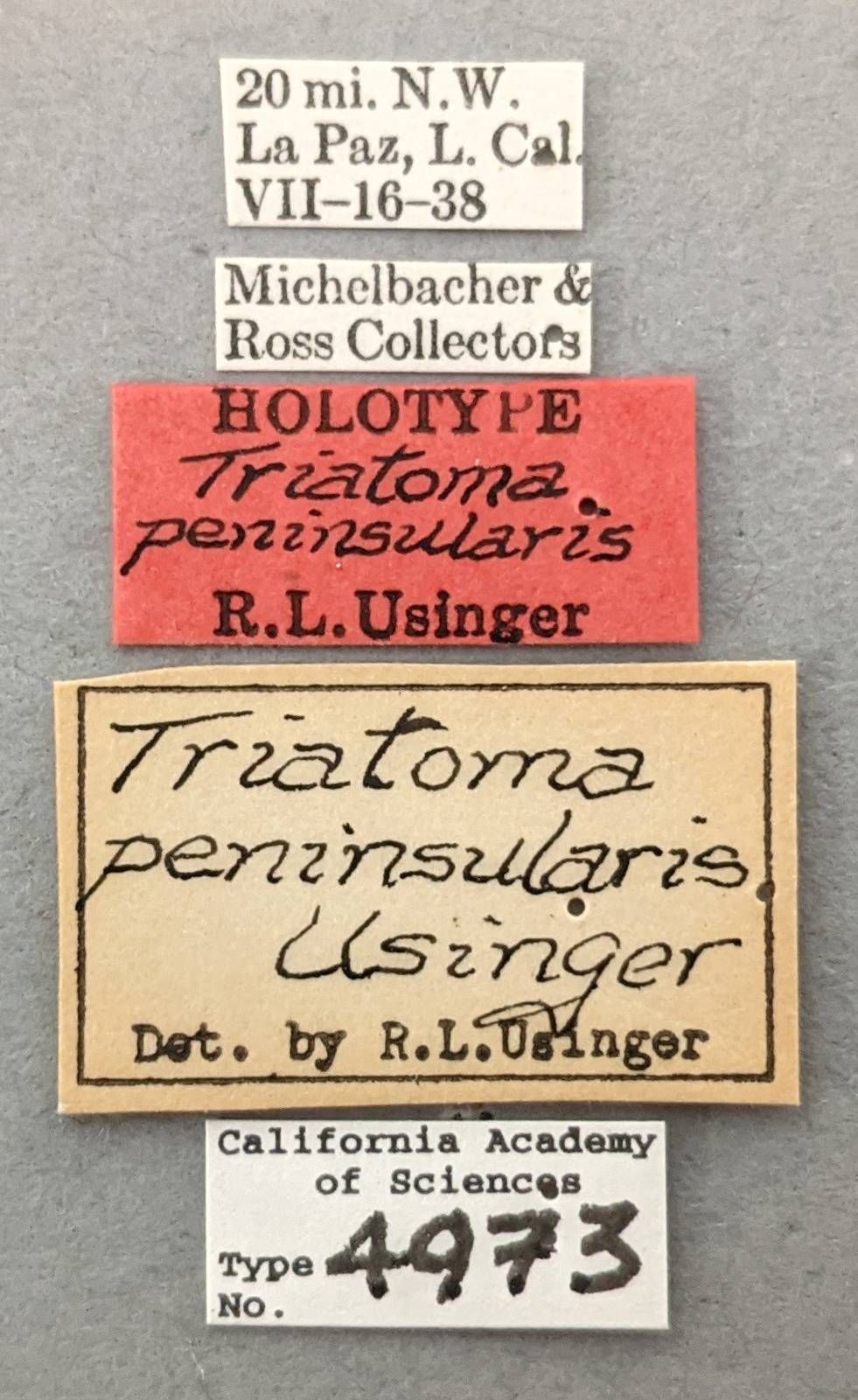 Triatoma peninsularis image