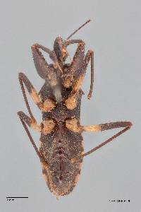 Pessoaia limai image