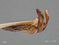 Phyllophaga abcea image