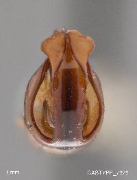 Phyllophaga abcea image