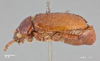 Phyllophaga abcea image