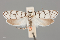 Ethmia chemsaki image