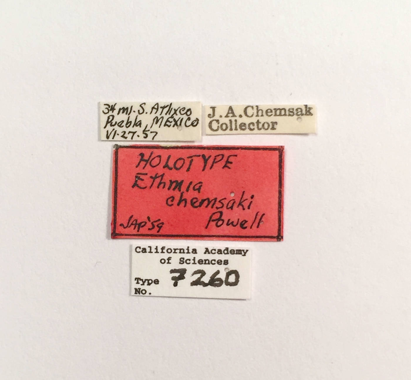 Ethmia chemsaki image