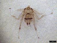 Penicillidia corynorhini image