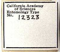 Penicillidia corynorhini image