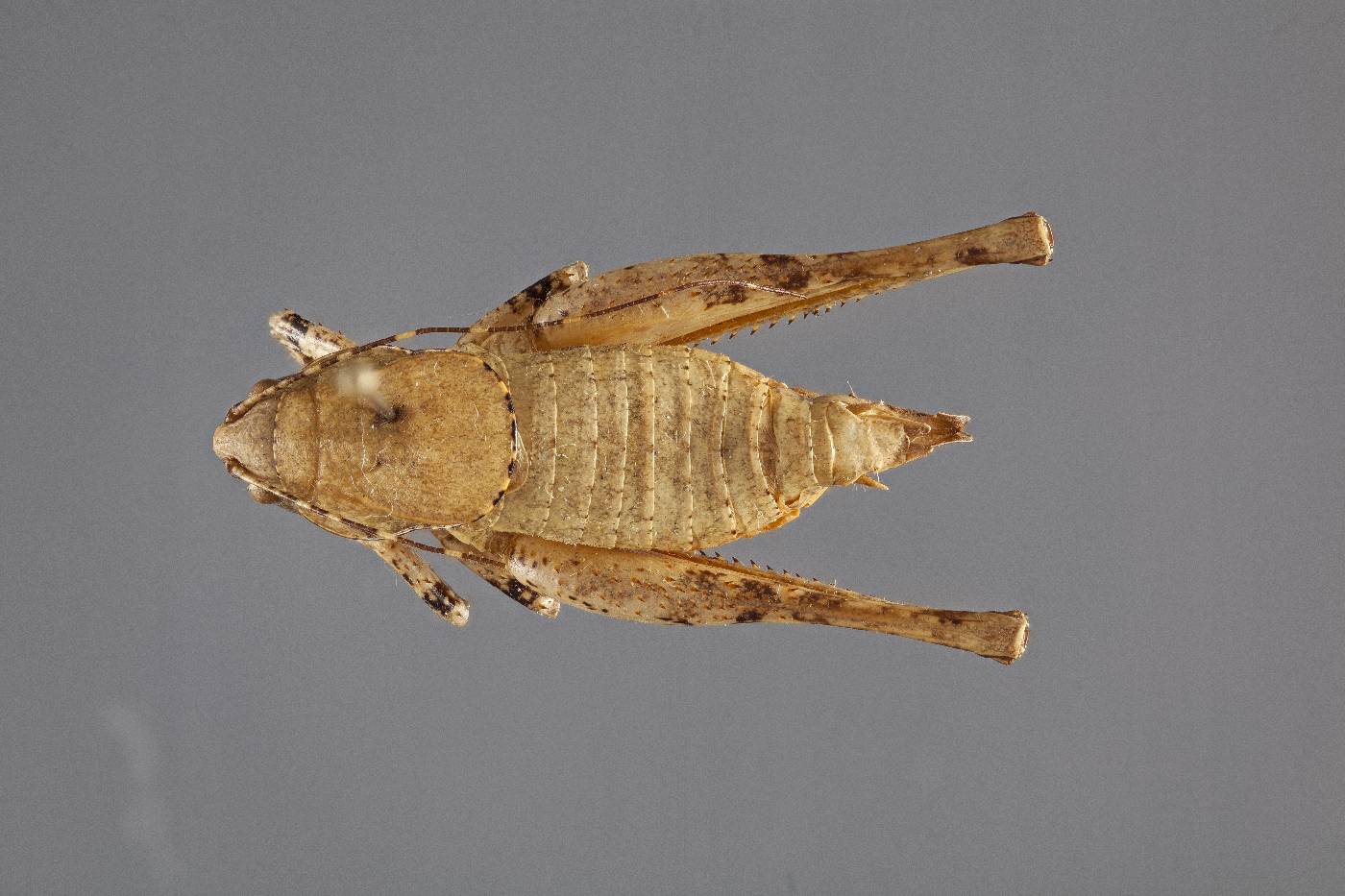 Neduba extincta image