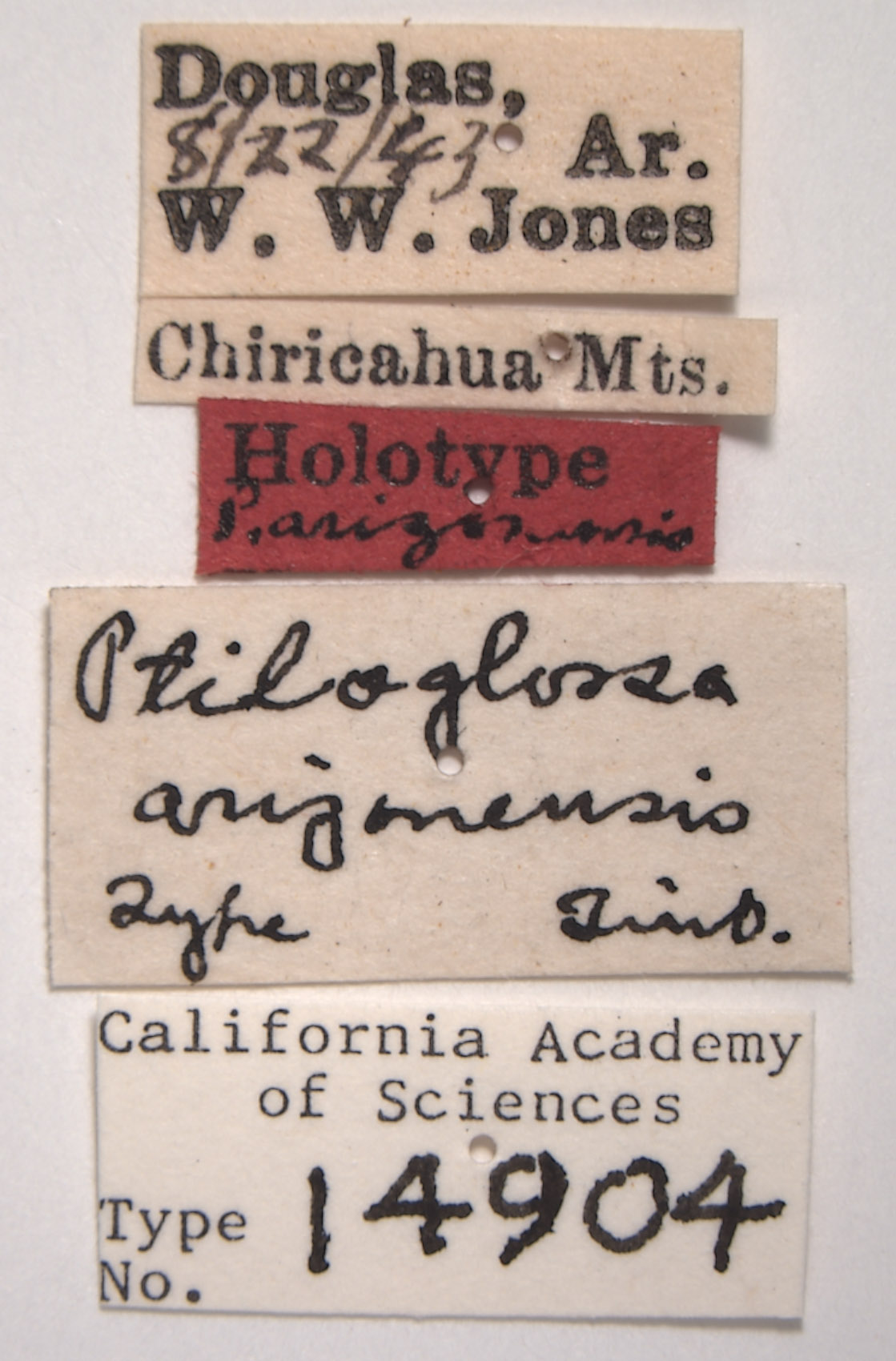 Ptiloglossa arizonensis image