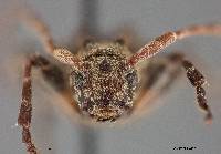 Neoplectrura breedlovei image