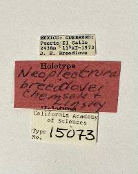 Neoplectrura breedlovei image