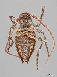 Neoplectrura breedlovei image