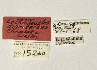 Lochmaeocles nigritarsus image