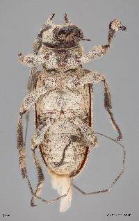 Lochmaeocles nigritarsus image