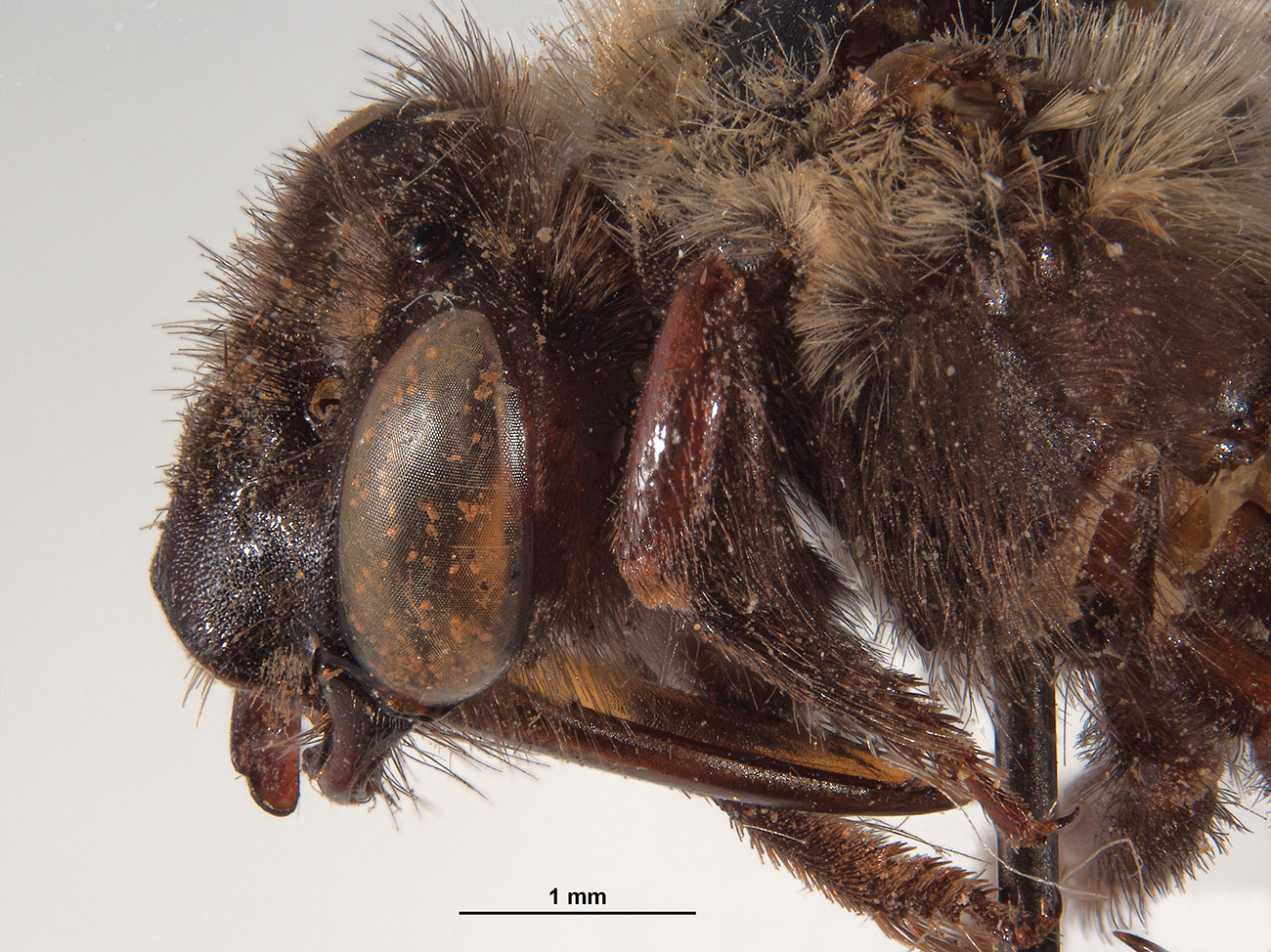 Anthophora abruptella image