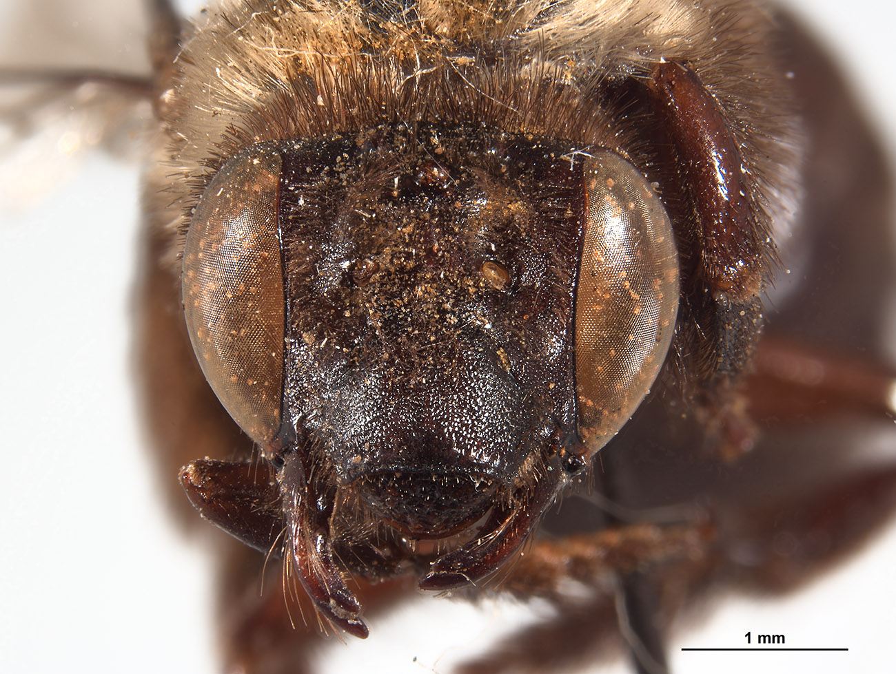 Anthophora abruptella image